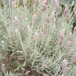 Lavandula dentataЛист