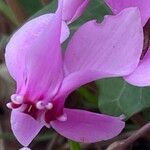 Cyclamen hederifolium Flower