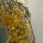 Acacia dealbataFlower