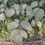 Oroxylum indicum Leaf