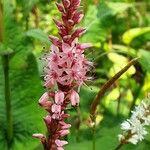 Bistorta amplexicaulis Floare