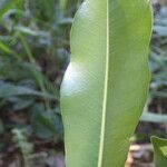 Mimusops petiolaris 叶