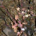 Saxifraga corsica Habitus