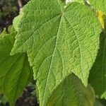 Sparrmannia africana ഇല