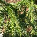 Abies pinsapoBlad