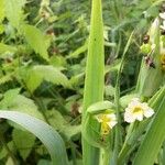 Sisyrinchium striatum Листок