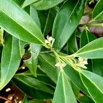 Sarcococca hookeriana Flower