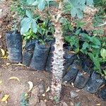Jatropha spicata Φλοιός