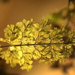 Hymenophyllum polyanthos Листок