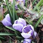 Crocus vernus Blomma