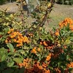 Pyracantha crenulata 果實