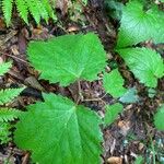 Viburnum acerifolium Blatt