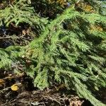 Picea abiesLeaf