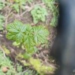 Ribes acerifolium Leaf