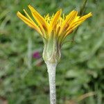 Scorzonera aristata Flower