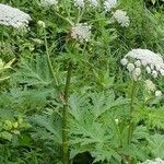 Heracleum lanatum Квітка