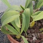 Bulbophyllum longiflorum Φύλλο