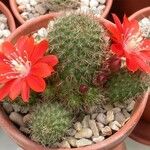 Rebutia deminuta Hábito
