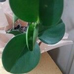 FicusLeaf