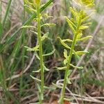 Euphorbia cyparissias Blomst