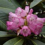 Rhododendron magnificum Flower