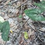 Asarum arifolium ശീലം