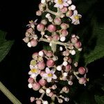 Conostegia subcrustulata Fleur