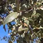 Olea europaeaFulla