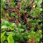 Empetrum nigrum Fruto