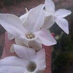 Nicotiana longiflora Blatt