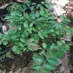 Sauropus androgynus Blatt