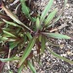 Oenothera macrocarpa Folha