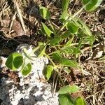 Matelea biflora Hoja