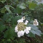 Viburnum opulus Leaf