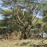 Vachellia xanthophloea Rinde