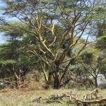 Vachellia xanthophloea Corteza