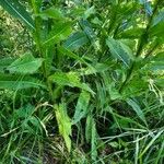 Cirsium monspessulanum पत्ता