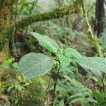 Impatiens niamniamensis Leaf