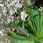 Plantago serraria Foglia