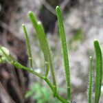 Cardamine graeca Fruit