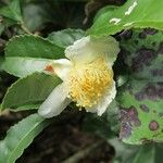 Camellia sinensis Fiore