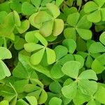 Marsilea quadrifolia Libunga