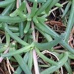 Delosperma cooperi Levél