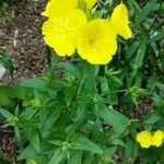 Oenothera fruticosaЦветок