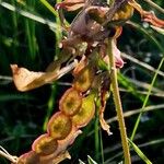 Hedysarum hedysaroides Fruit