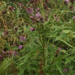Cirsium shidokimontanum Flor