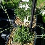 Dianthus arenarius Habit