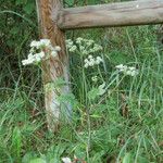 Aegopodium podagraria Habit