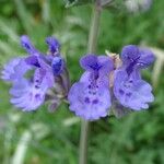 Nepeta grandiflora Blodyn