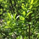 Salix glabra List